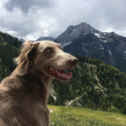 Fastenwandern mit Hund: Heilfasten und mehr